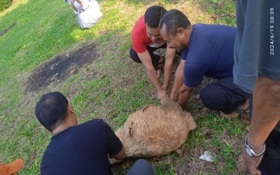 Pemotongan Hewan Qurban 1445H